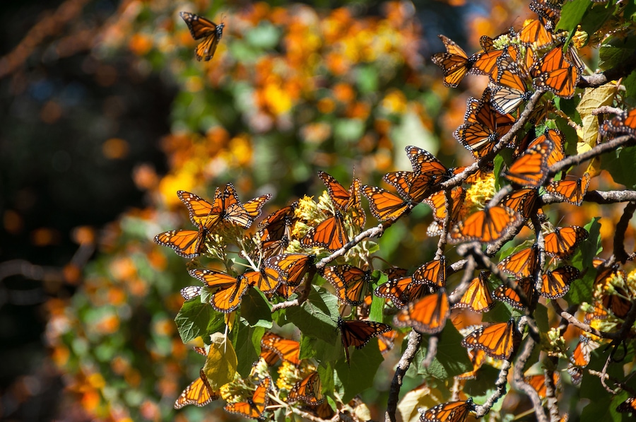 Monarch Butterfly Biosphere Reserve, Michoacan (Mexico)