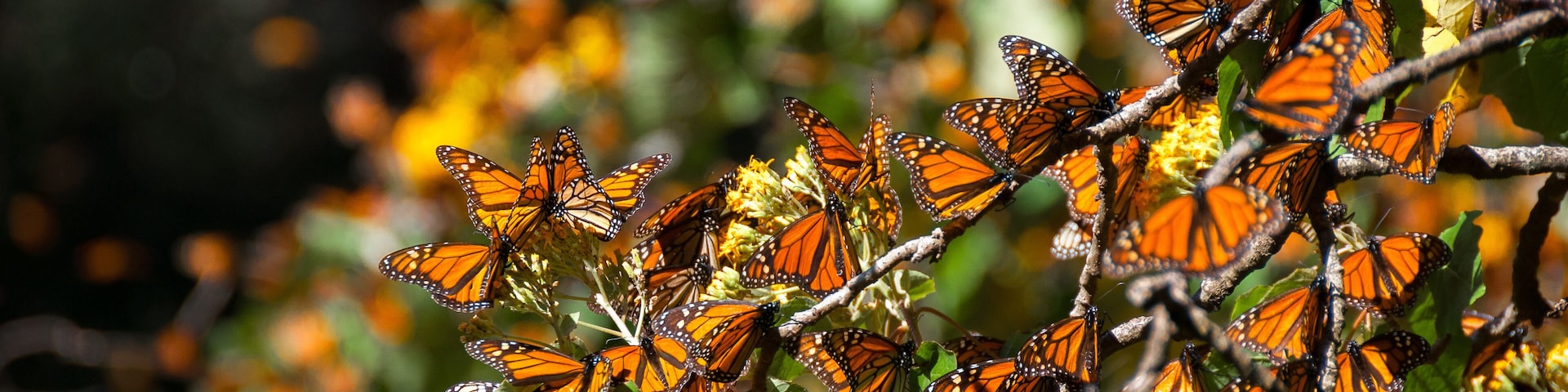 Monarch Butterfly Biosphere Reserve, Michoacan (Mexico)