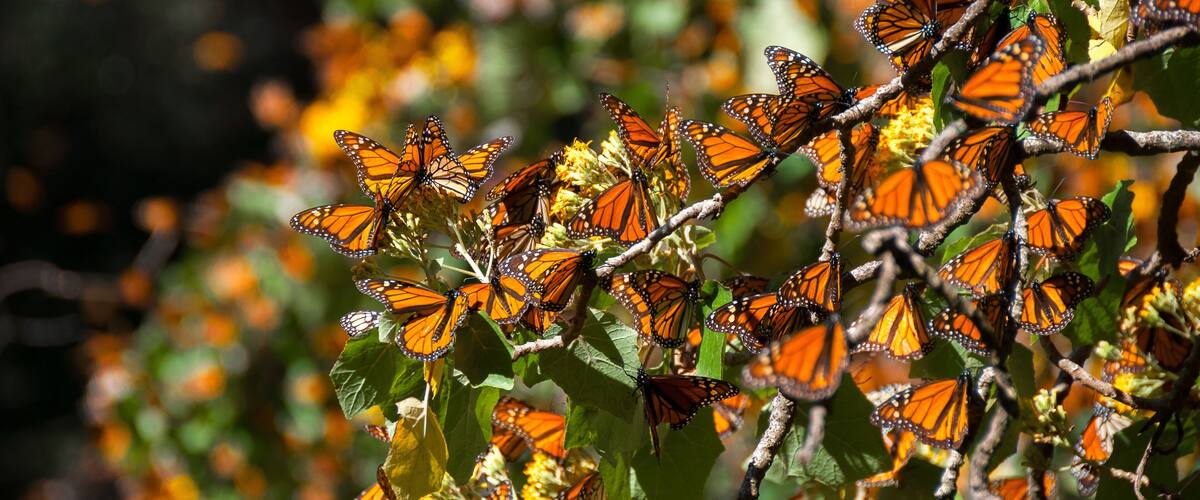 A cluster of orange butterflies on a branch with green leaves and yellow flowers.