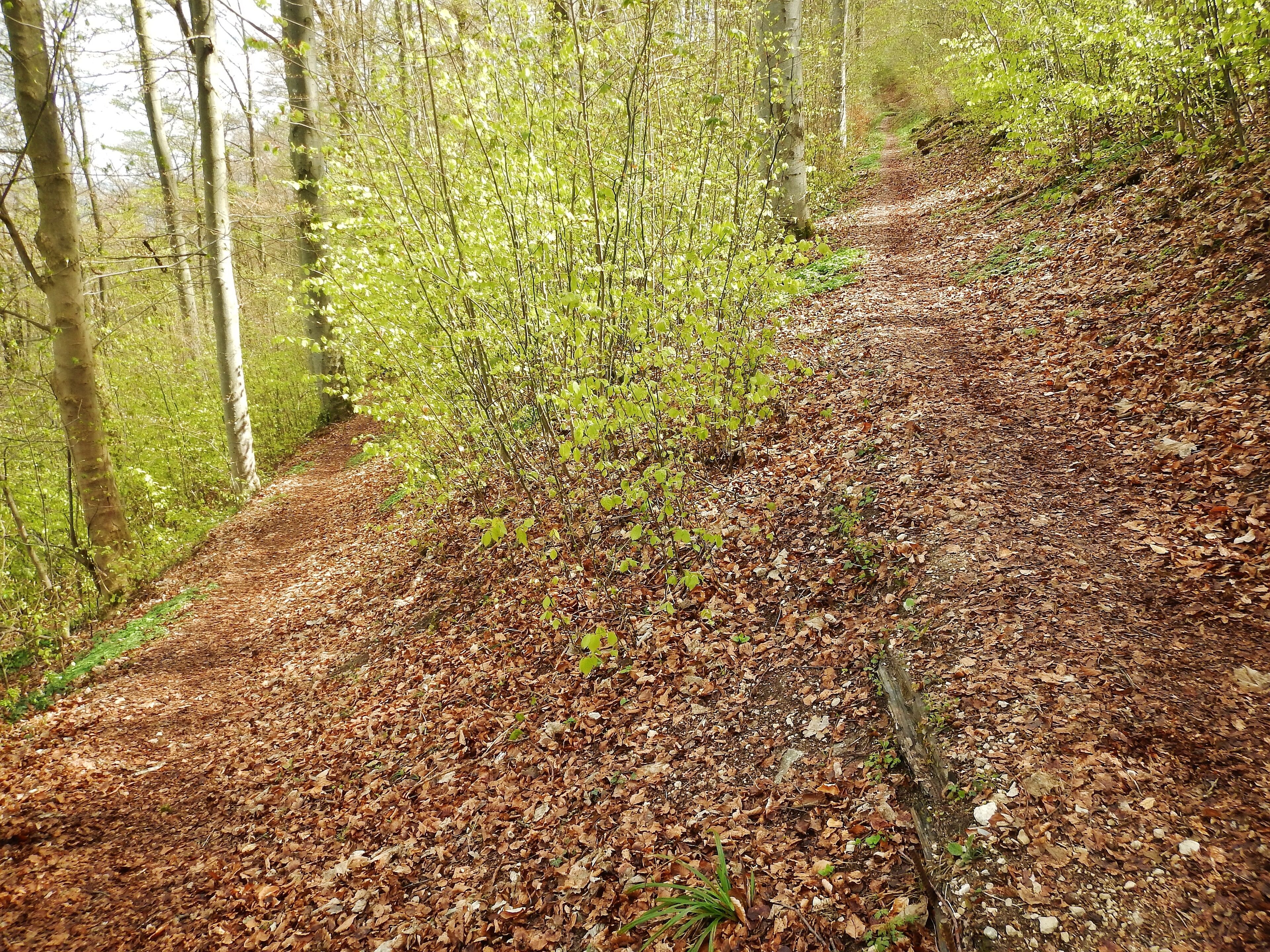 Wanderweg beim Rechberg