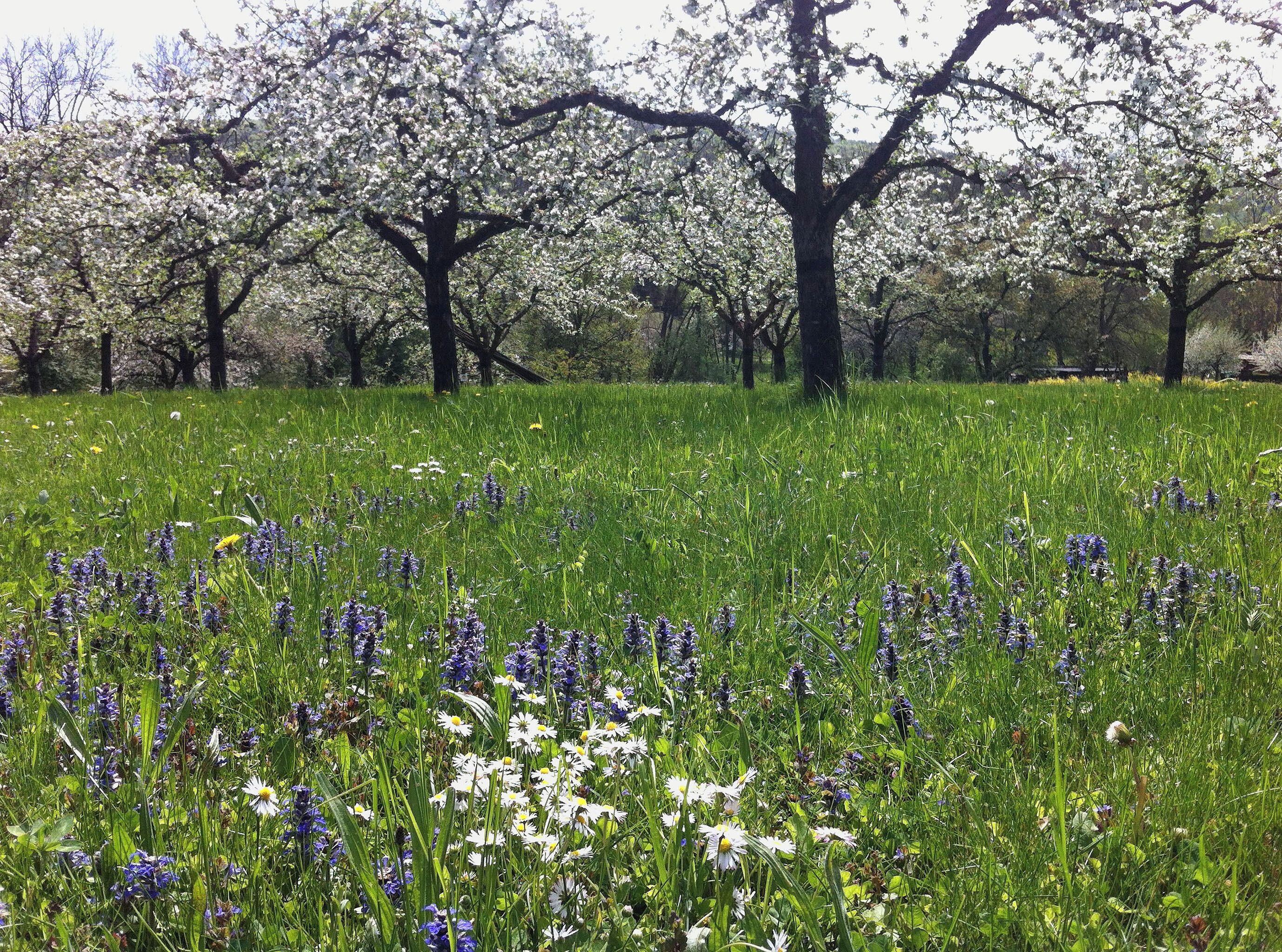 A field with blooming trees and wildflowers.