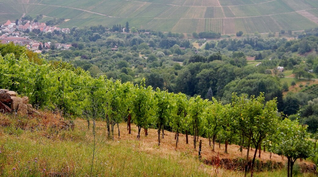 Blick über die Weinberge