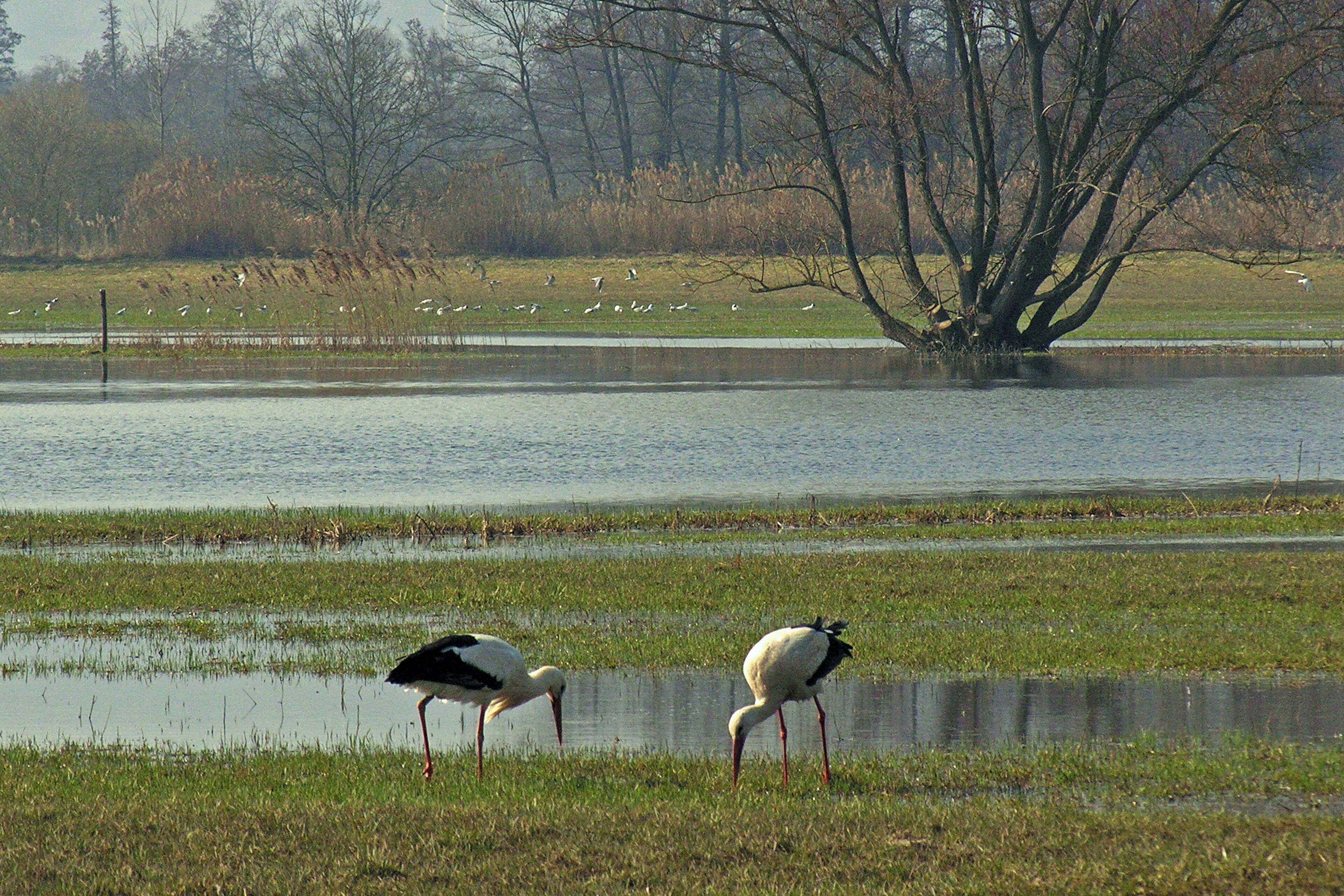 Les inondations printanières font le bonheur des oiseaux