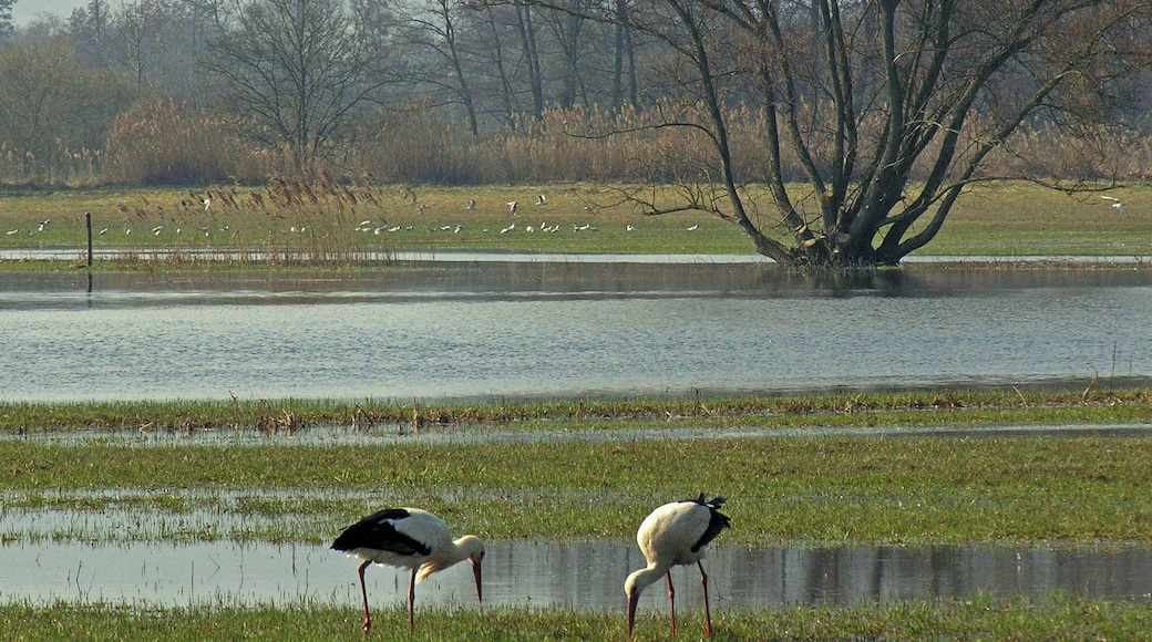 Les inondations printanières font le bonheur des oiseaux