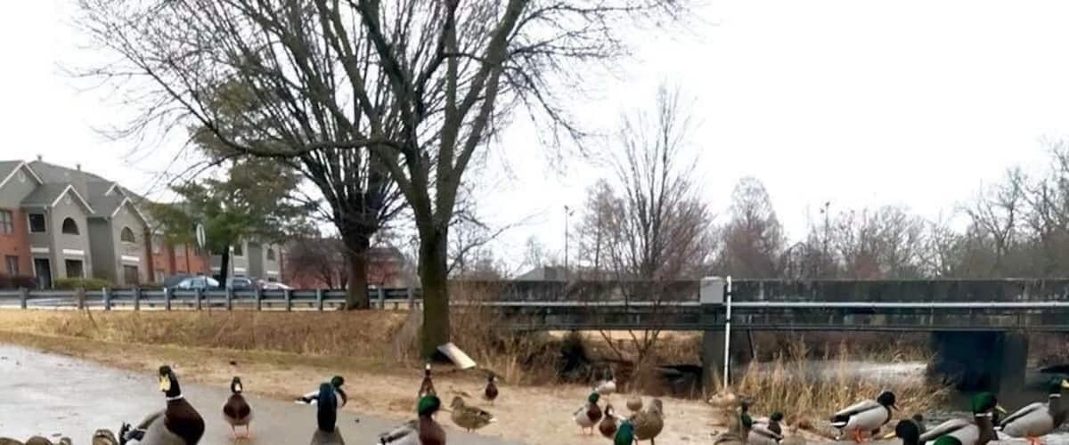 A nice little park you do not want to miss in St. Mathew Kentucky... Ducks love you!!