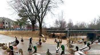 A nice little park you do not want to miss in St. Mathew Kentucky... Ducks love you!!