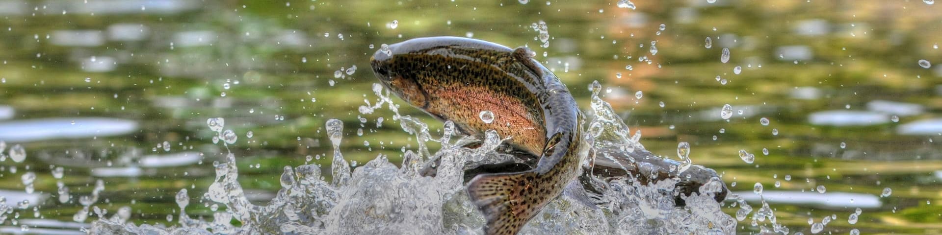 Jumping rainbow trout in Grayling Mi