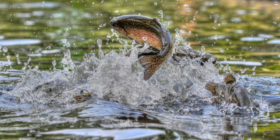 Jumping rainbow trout in Grayling Mi