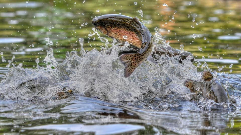 A trout leaping out of the water, creating a splash.