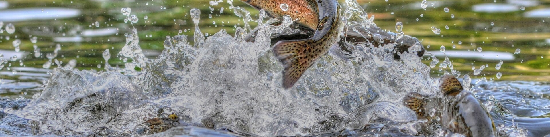 Jumping rainbow trout in Grayling Mi