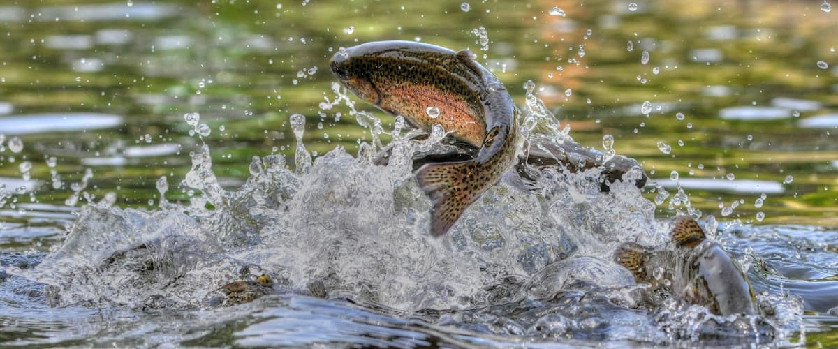A trout leaping out of the water, creating a splash.