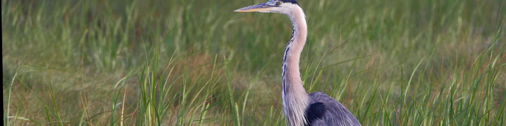 A heron standing in a marshy area with tall grasses.