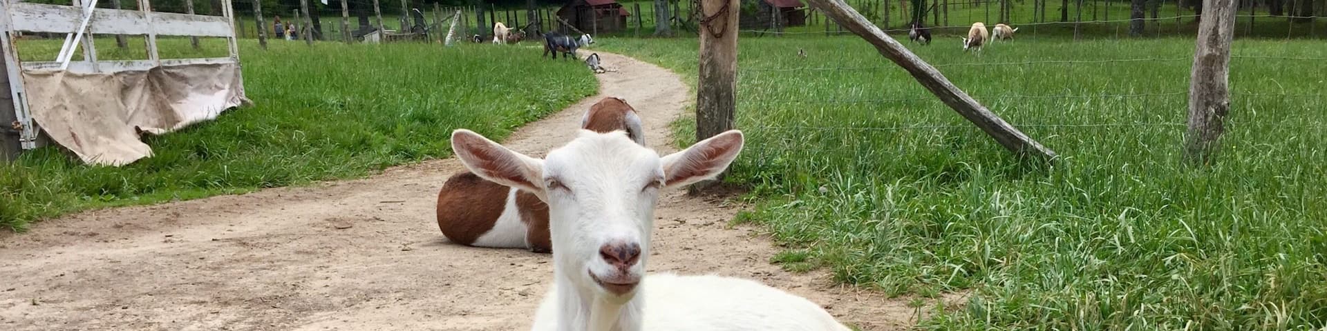 Una cabra blanca descansando sobre un sendero de tierra en un campo cubierto de hierba, con una cerca y árboles al fondo.
