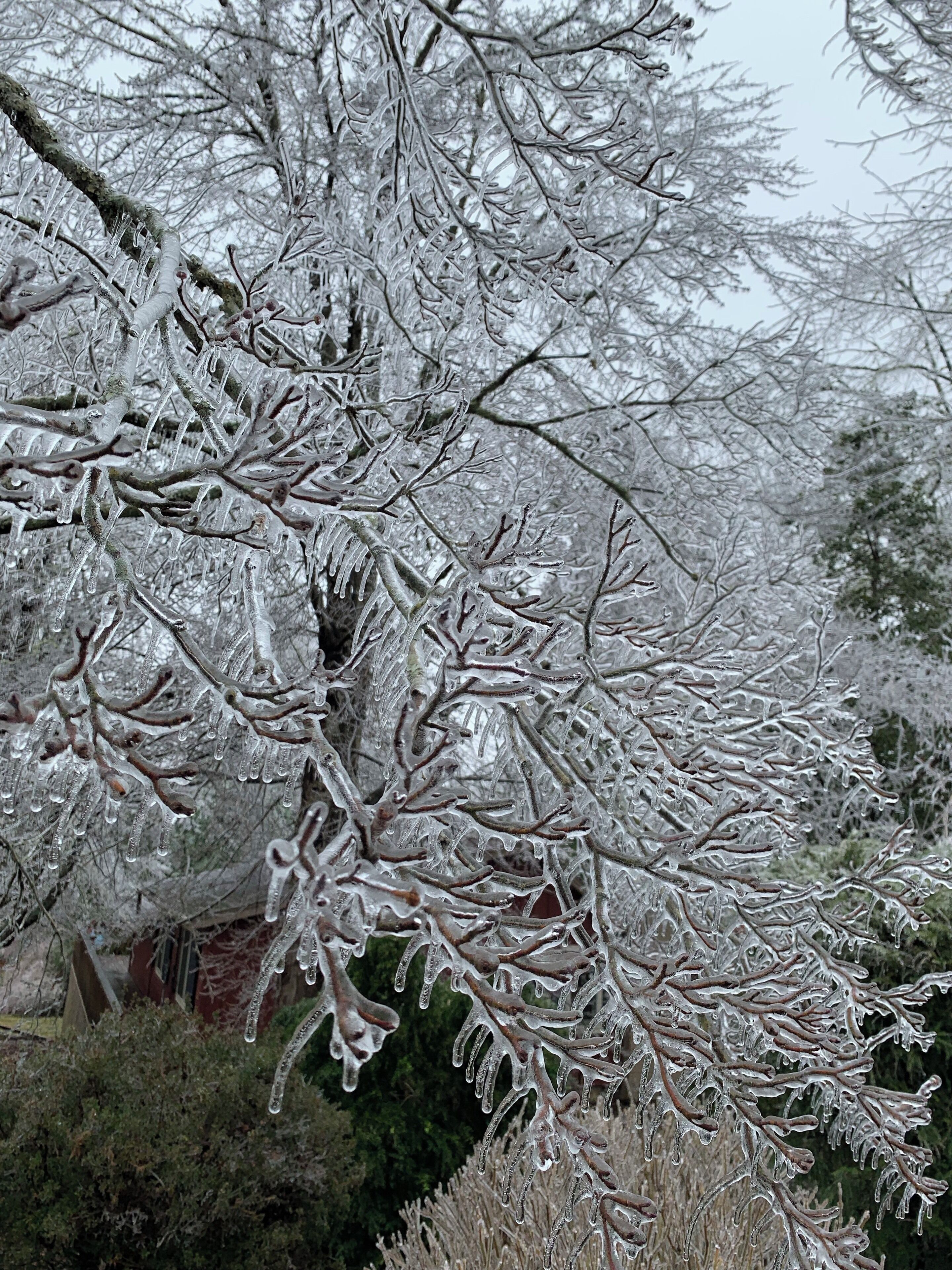 Winter ice storm in Georgia USA! So beautiful
