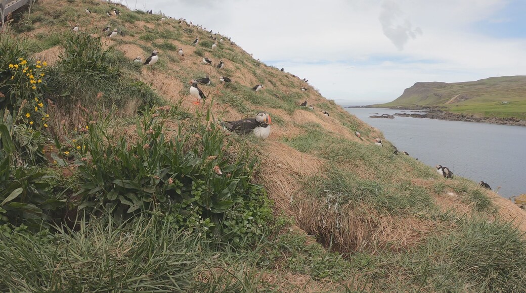 بورجارفجوردور إيستري