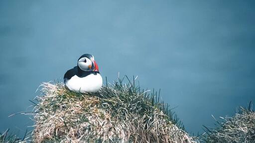 In the little harbour there’s a hill where puffins settle in summer and you can get really close to them! Best to see early or late in the day, they are out fishing midday 😊