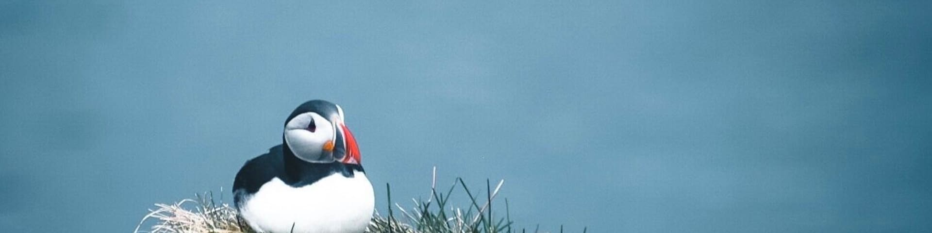 In the little harbour there’s a hill where puffins settle in summer and you can get really close to them! Best to see early or late in the day, they are out fishing midday 😊
