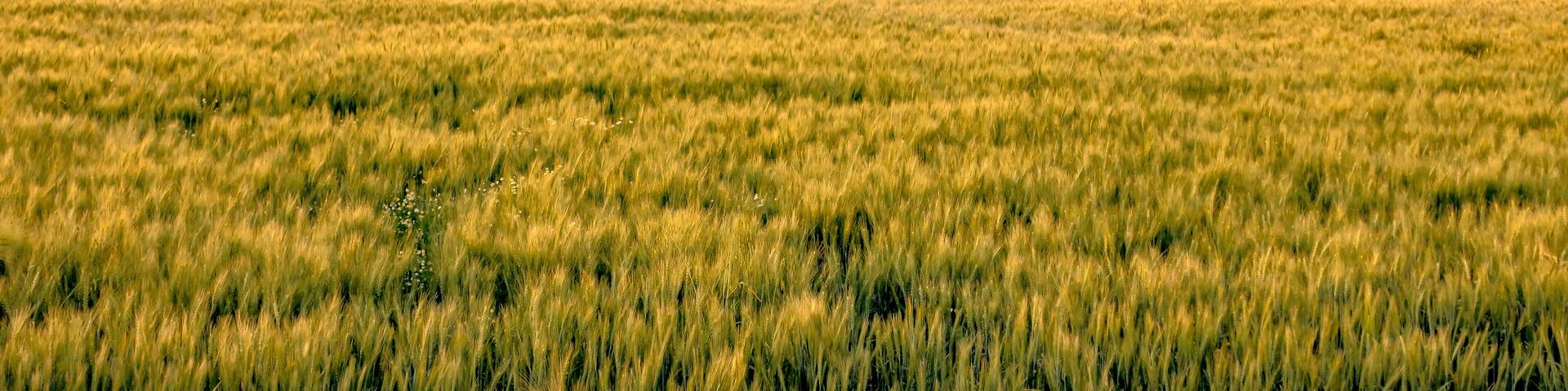 Rolling hills and Farm Land at palouse washington