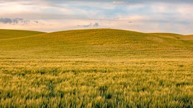 A grassy field with rolling hills under a cloudy sky.