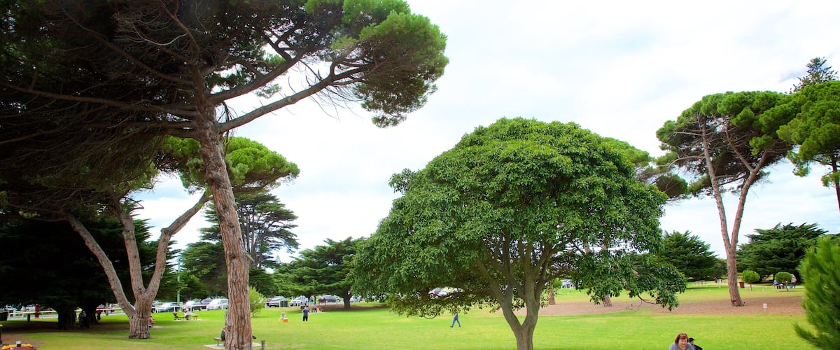 A park with large trees, a grassy field, and picnic tables.