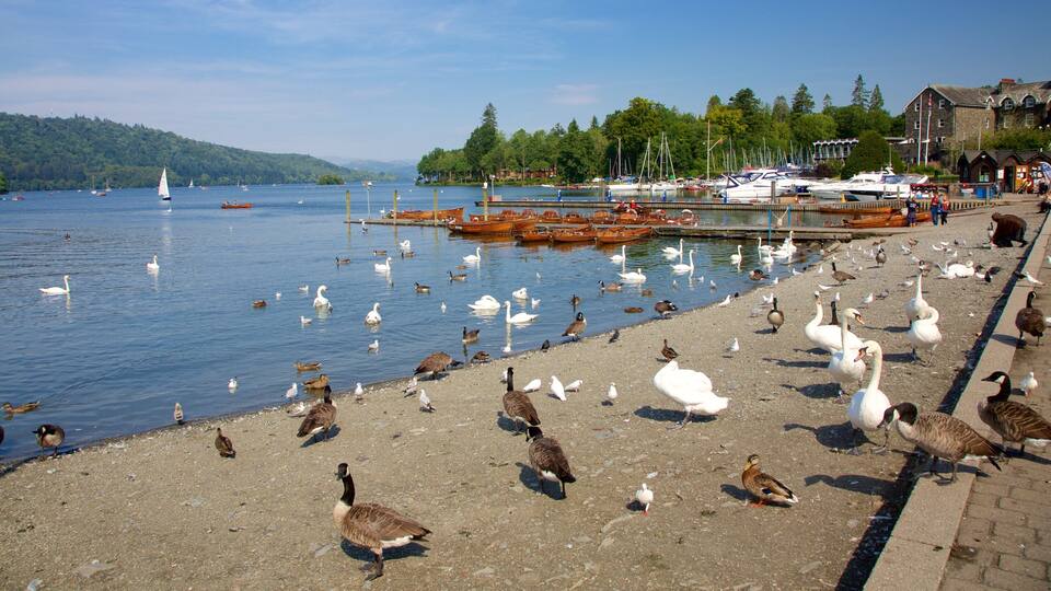A lakeside with swans, geese, and ducks on the shore, boats docked at the pier, and a building with a signboard in the background.