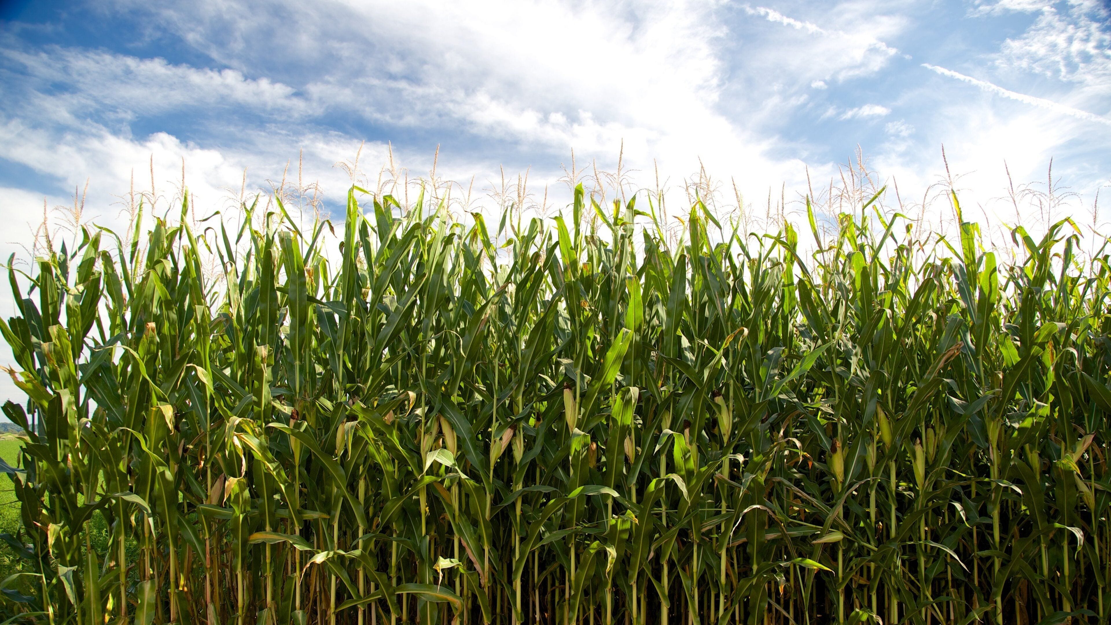 Intercourse mostrando fazenda