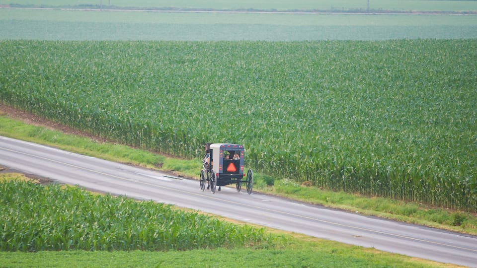 A rural road cutting through a cornfield with a horse-drawn carriage.