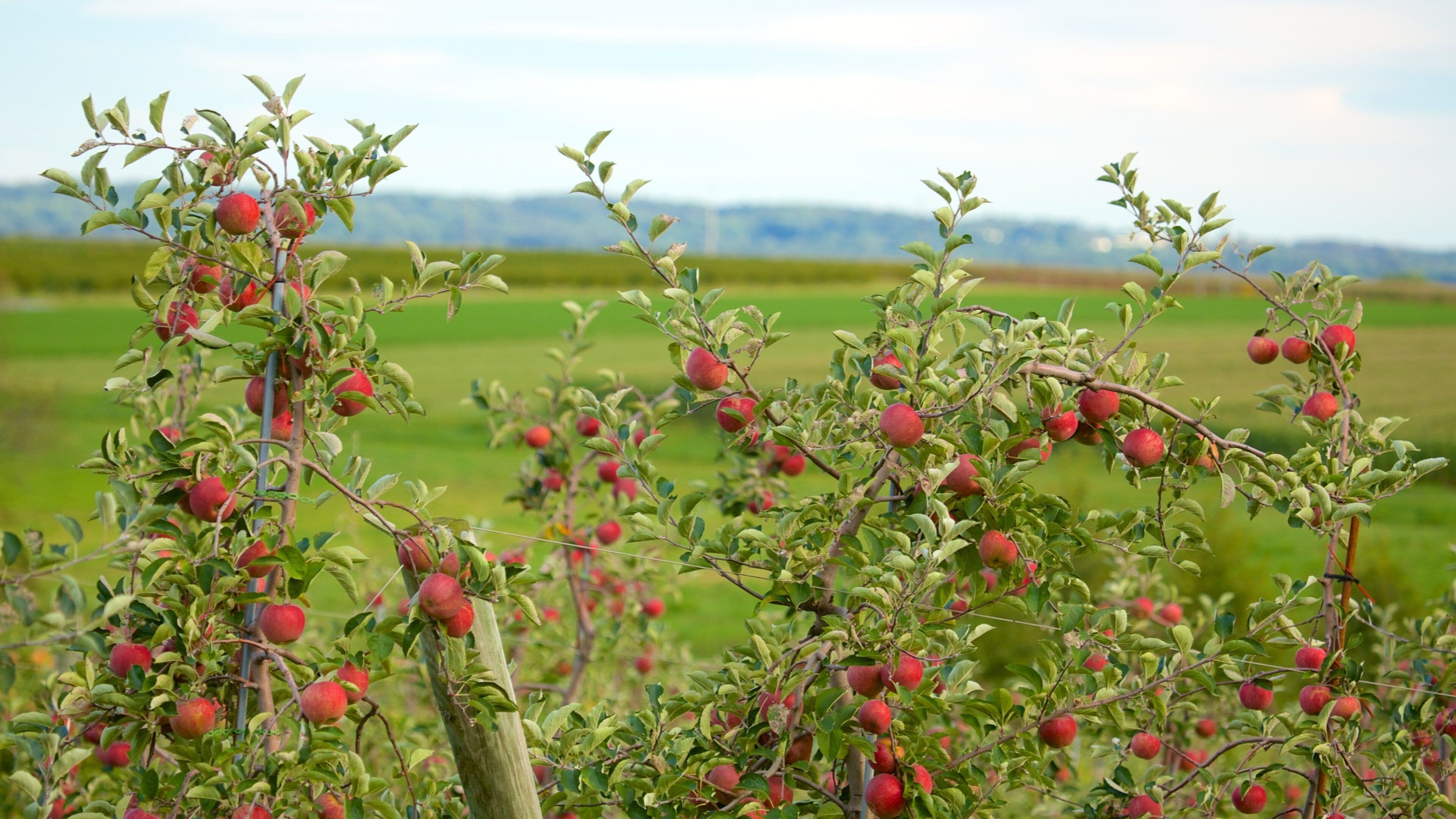 Apple trees with ripe red apples in a field.