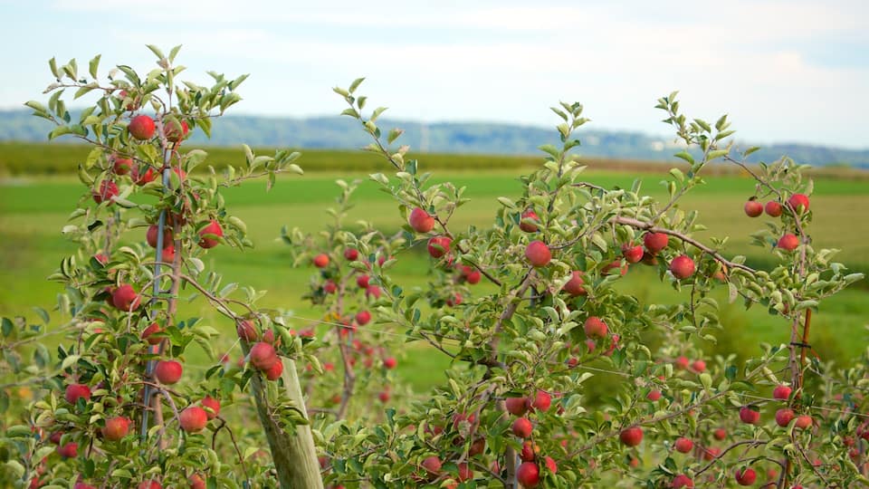 Apple trees with ripe red apples in a field.