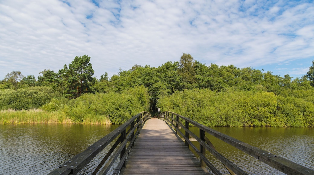 Wooden footbridge over the Prerow-Strom in Prerow, Landkreis Vorpommern-Rügen, Mecklenburg-Vorpommern, Germany.