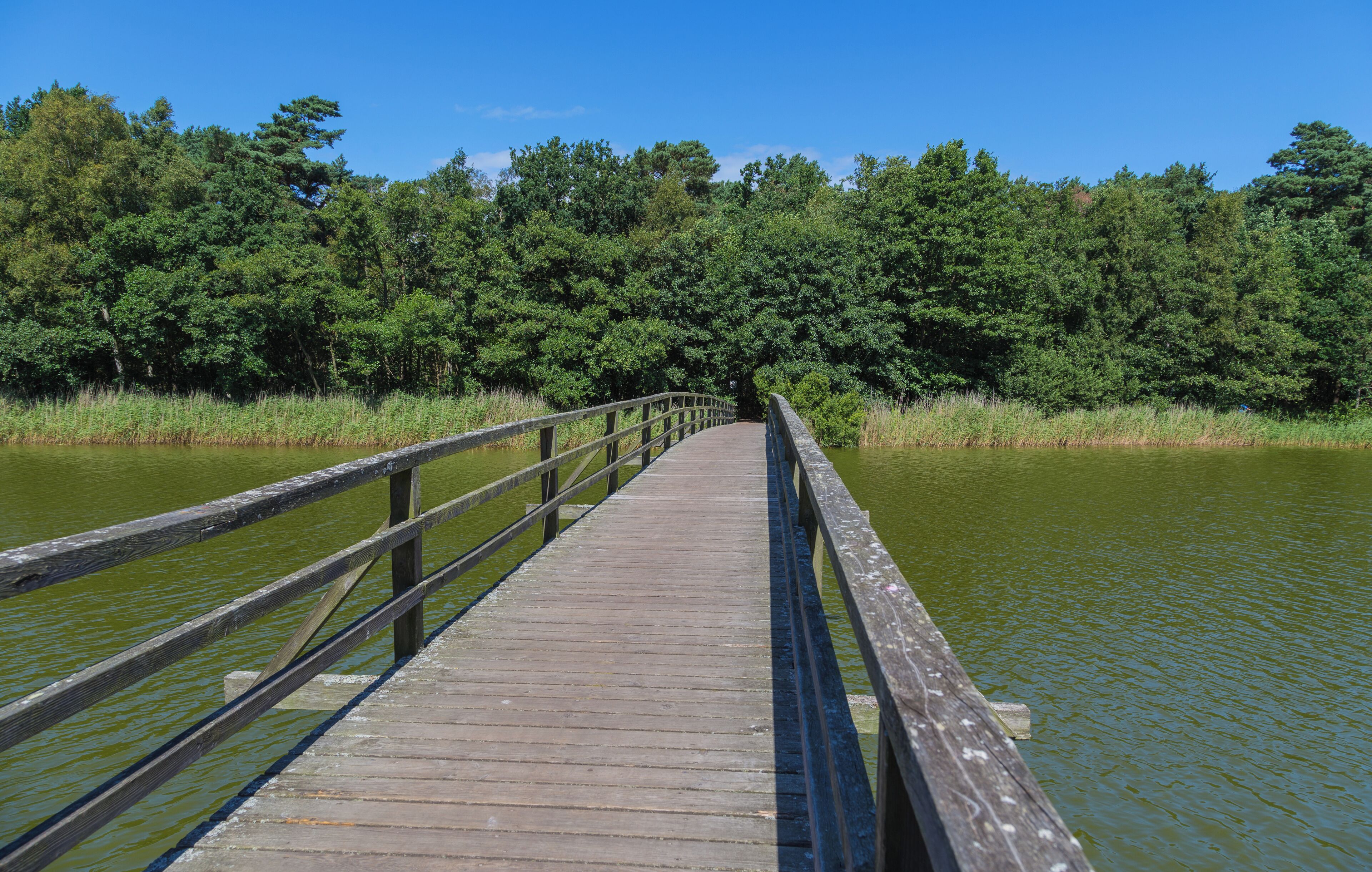 A wooden bridge over a calm river, surrounded by dense green forest.