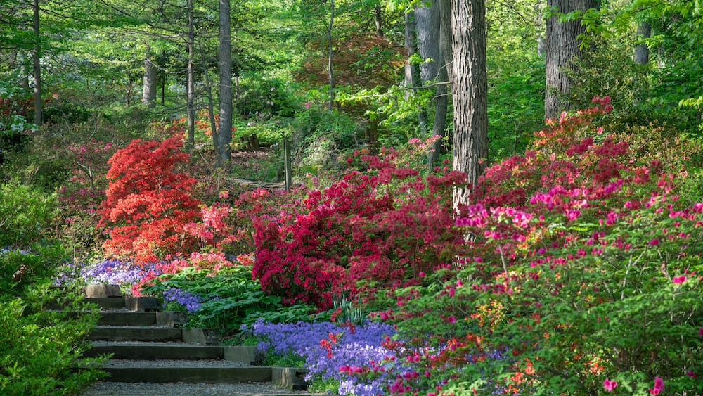 Garden stairway lead past blooming azalea plants at the U.S. National Arboretum in Washington, DC, April 23, 2019.