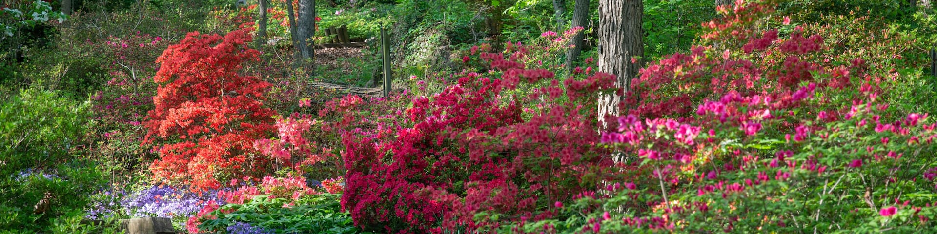 Garden stairway lead past blooming azalea plants at the U.S. National Arboretum in Washington, DC, April 23, 2019.