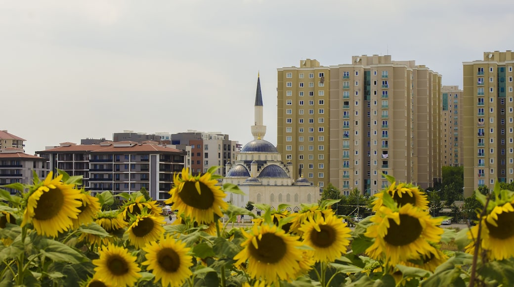 Sunflower field against background of multi-colored farm fields with colorful agricultural crops. Farming in Turkey. Agricultural field in the suburbs of Istanbul, Silivri. Selective focus image.