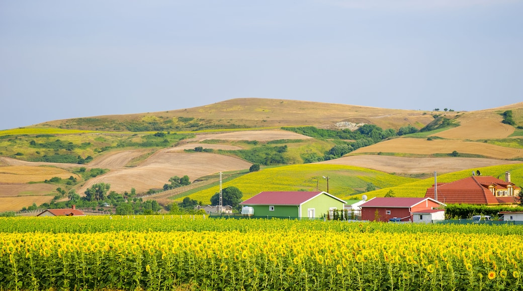 Sunflower field against background of multi-colored farm fields with colorful agricultural crops. Farming in Turkey. Agricultural field in the suburbs of Istanbul, Silivri. Selective focus image.