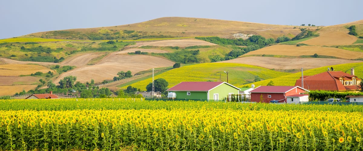Sunflower field against background of multi-colored farm fields with colorful agricultural crops.  Farming in Turkey. Agricultural field in the suburbs of Istanbul, Silivri. Selective focus image.