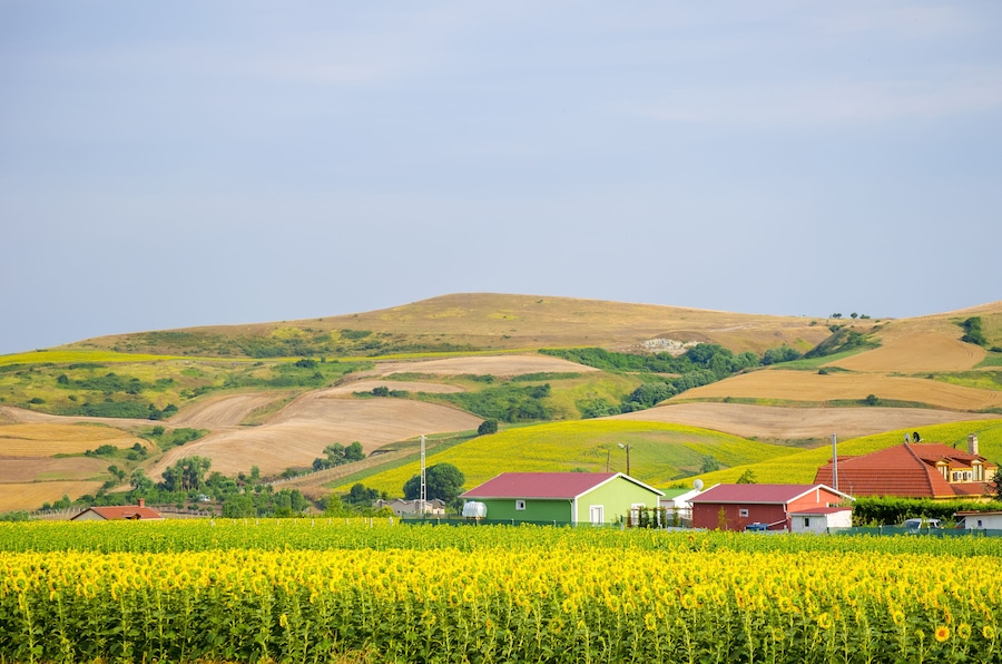 Sunflower field against background of multi-colored farm fields with colorful agricultural crops. Farming in Turkey. Agricultural field in the suburbs of Istanbul, Silivri. Selective focus image.