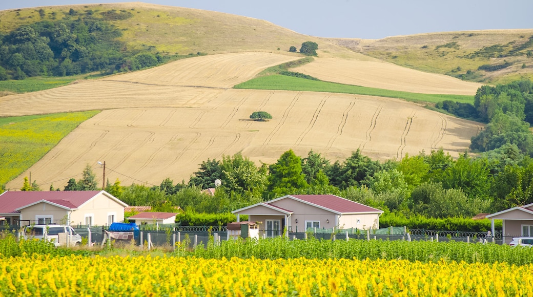 Sunflower field against background of multi-colored farm fields with colorful agricultural crops. Farming in Turkey. Agricultural field in the suburbs of Istanbul, Silivri. Selective focus image.