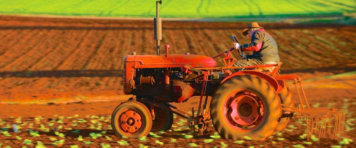 A tractor in a field with crops.