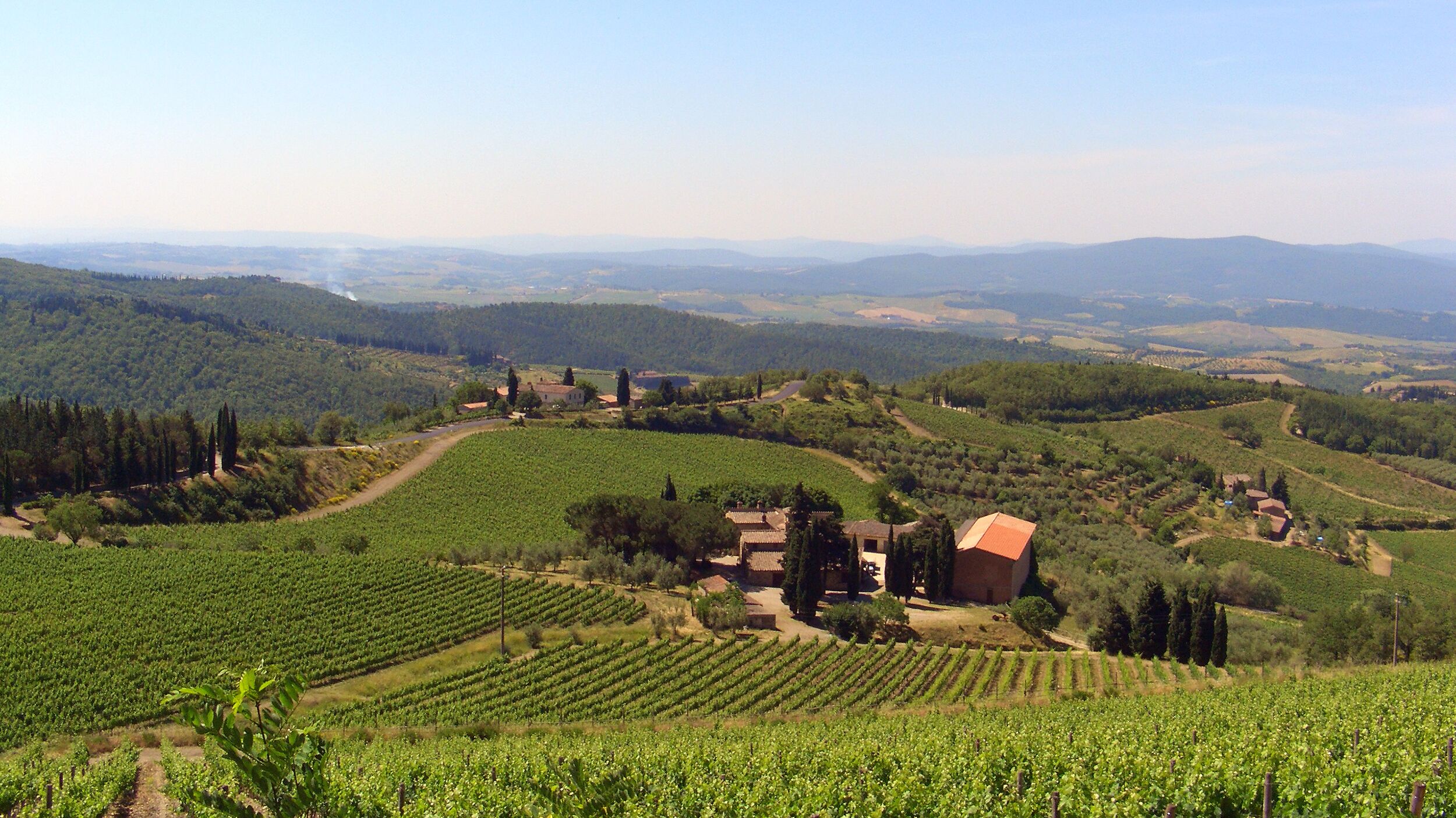 A vineyard with rows of grapevines, a few buildings, and rolling hills in the background.
