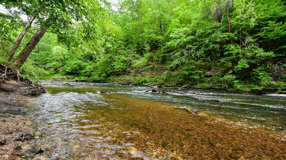 A clear stream flowing through a dense forest with green foliage and rocky banks.