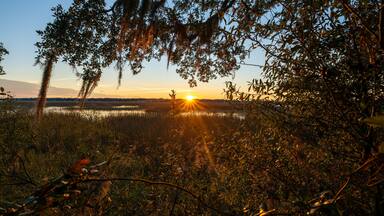 Sunset rays over marsh through trees