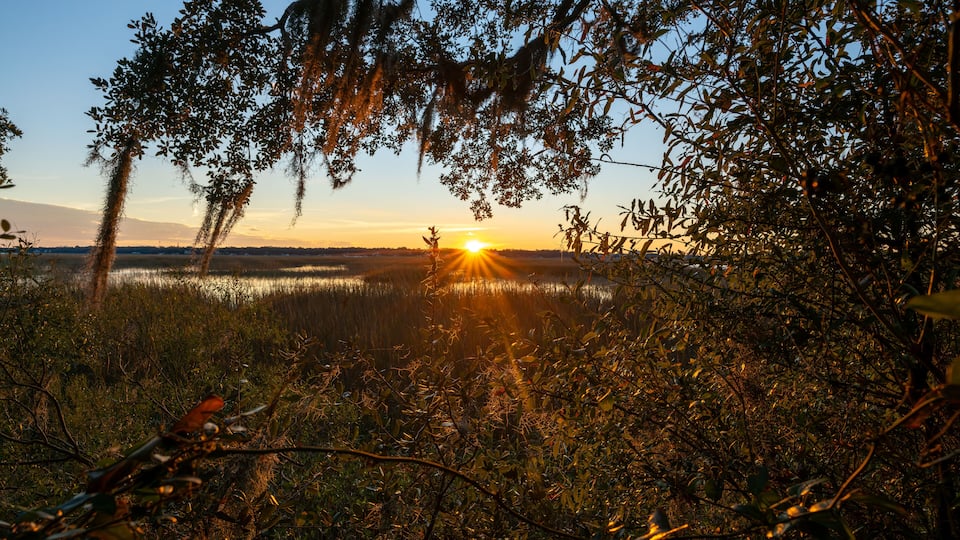 A sunset over a marshy landscape with trees and hanging moss.