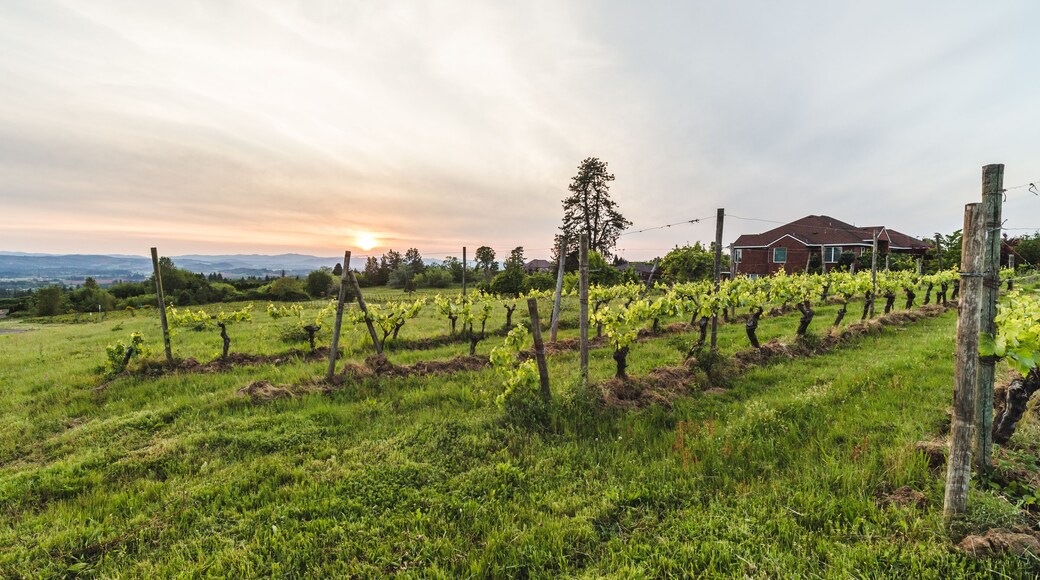 Hazy Vineyard Sunset