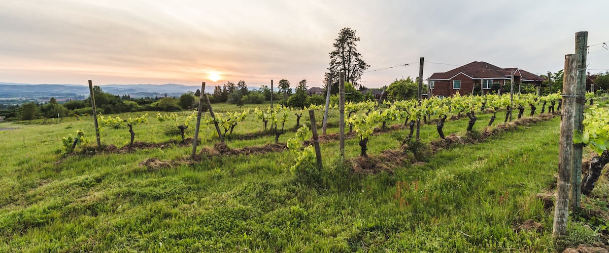 Hazy Vineyard Sunset
