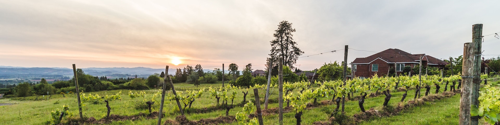 Hazy Vineyard Sunset