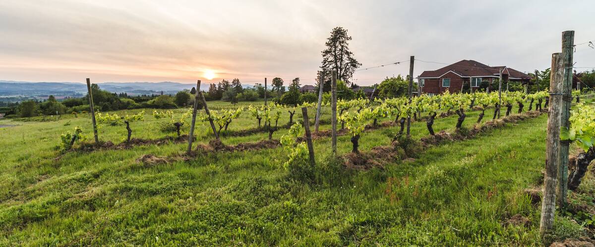 Hazy Vineyard Sunset