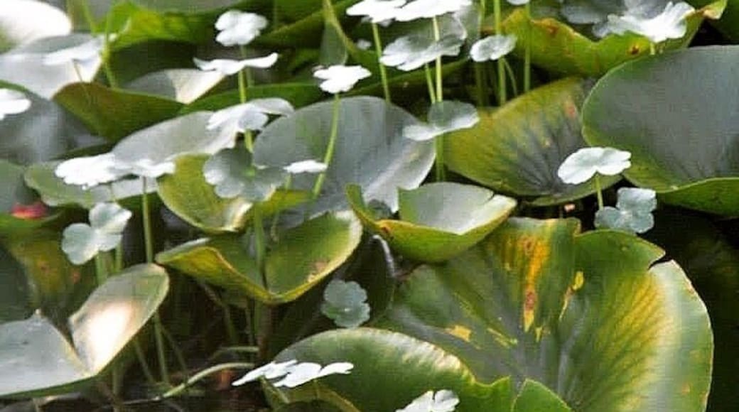 I love going everywhere I can that has flowers and plants. The #oregongarden was a beautiful drive from our house to an even more beautiful area.
#green