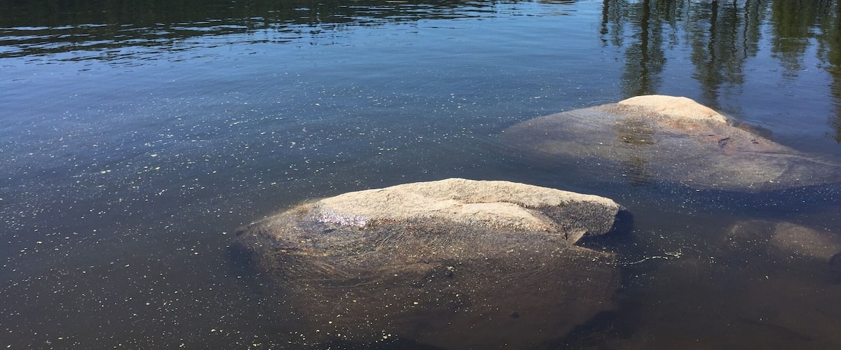 A calm lake with large rocks in the foreground, a forested hill in the background, and clear blue skies.