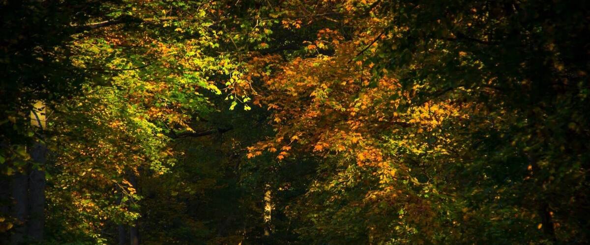 Roaring Run Trail is an easy hike or bike trail along the Kiski River